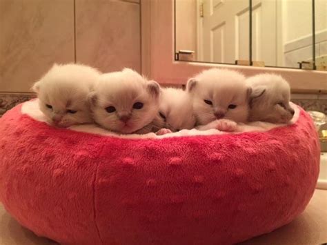 Because of this, we have decided to temporarily close our wait list through the spring of 2021 so we can ensure we can meet the current demands. Beautiful Ragdoll Kittens for Sale in Colorado Springs ...