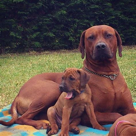The rhodesian ridgeback dog has almost overnight, become all the rage in the kingdom of canines. Rhodesian ridgeback | Rhodesian ridgeback puppies ...