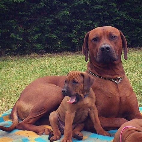 The rhodesian ridgeback dog has almost overnight, become all the rage in the kingdom of canines. Rhodesian ridgeback | Rhodesian ridgeback puppies ...