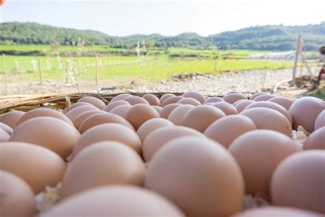 Mereka dibiarkan berkeliaran bebas dan umumnya berteduh di bawah kanopi saja. 6 Tipe Telur Ayam di Pasaran, dari Cage-Free sampai ...
