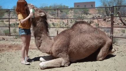 From that day the camel always has a hump. Hump Day Camel GIFs - Find & Share on GIPHY