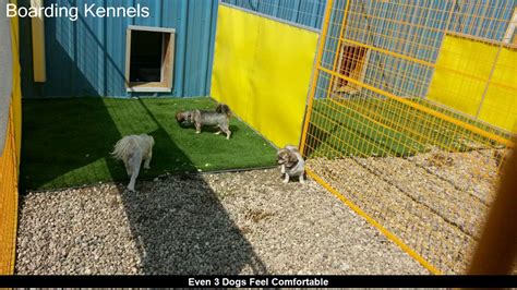 Our 24 hour staff provides overnight care for your pup. Best Cats Boarding Facility near me - YouTube