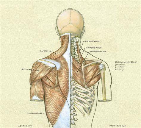Muscles of the neck 1. Muscle Names Torso : Muscles Of The Neck And Torso Classic Human Anatomy In Motion The Artist S ...