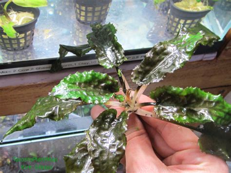 Its leaves usually don't exceed 5 cm size and they have only green coloring. Cryptocoryne Wendtii Spathe Submersed