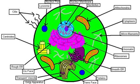 This basic animal cell diagram with labels is simple yet provides your children with a visual aid and allows them to apply their knowledge of animals cells. Labeled Animal Cell - ClipArt Best