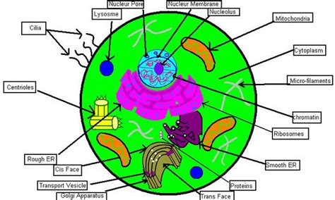 Illustration for education plant cell structure. Labeled Animal Cell - ClipArt Best