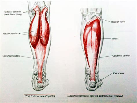 Use custom templates to tell the right story for your business. Combating Achilles Tears In Gymnastics (Pt I ...