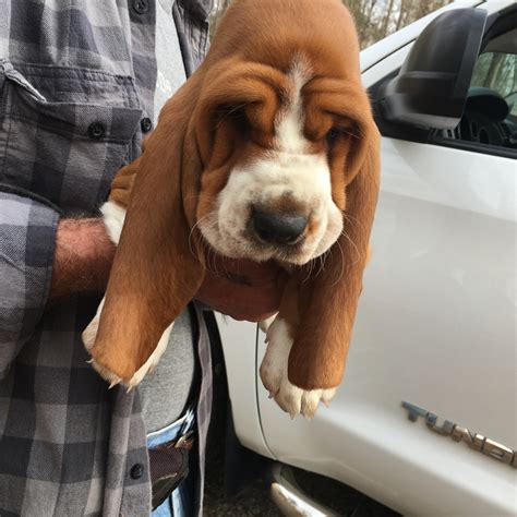 We have available 3 gorgeous basset hound puppies. Basset Hound Puppies For Sale | Chattahoochee Hills, GA #217836