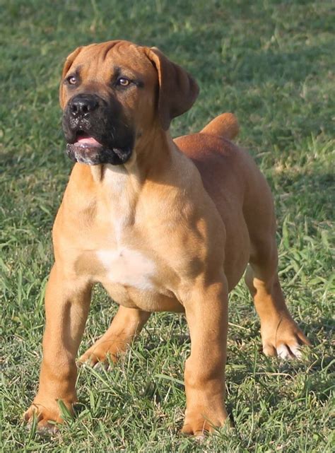 I'm thinking of getting a rottweiler boerboel cross, but i'm not sure if this would be a safe buy. Mix Breed Of Rottweiler And Boerboel