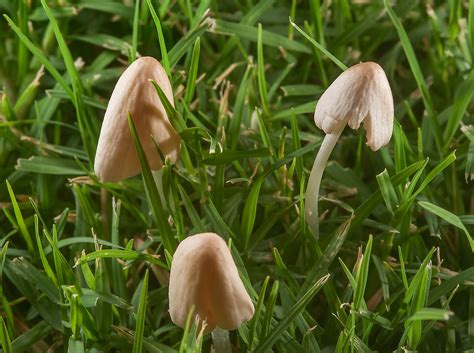 Mushrooms in lawn - search in pictures