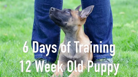 Get this free breed specific training course to have a happy & healthy dog at home. 6 Days of Training a 12 Week Old Puppy: Best Start Puppy ...