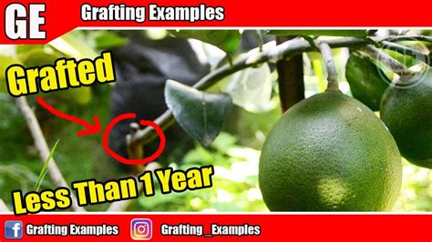 Tips for growing lemons in the garden or indoors. Grafting Citrus 1 Year Bear Fruit, You can Do It. - YouTube
