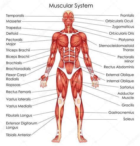 Male muscular system, full anatomical body diagram with muscle scheme, vector illustration educational poster. Medical Education Chart of Biology for Muscular System ...