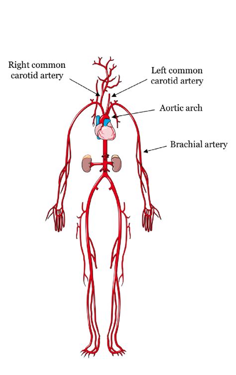 Veins and arteries diagram artery structure function and disease. Arteries Diagram : Anatomy of the Arteries of the Trunk ...