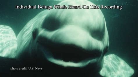 We did not find results for: White Whale Speaks Human | Video - YouTube