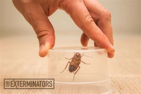 Finding a pest controller to get rid of cockroaches. Cockroach Exterminator Kitchener - Cockroach Control Solutions