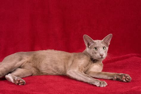 The oriental shorthair is a breed of domestic cat that is developed from and closely related to the siamese cat. Best Cat Food for Oriental Cats - We're All About Cats