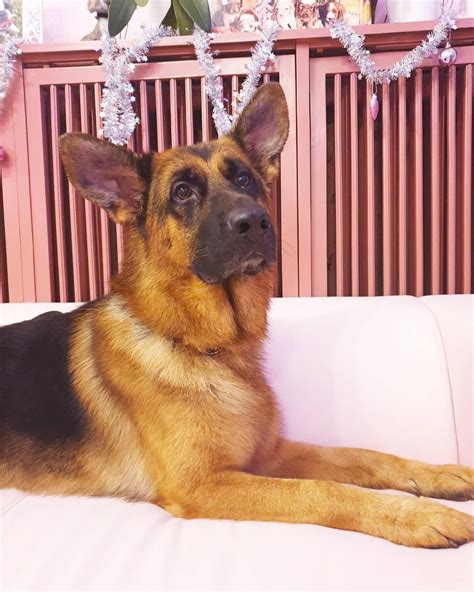 German shepherds are prone to a variety of skin problems because of flea or insect allergies, food allergies, inhalant allergies, and skin contact allergies. Top 10 Dogs for Kids Lucky ... | Dog allergies, Dogs and ...