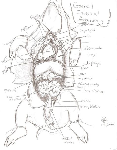 Female anatomy diagram internal organs female stomach diagram. Heart Diagram Drawing at GetDrawings | Free download