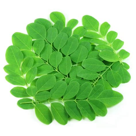 Sage leaf is a powerful ayurvedic herb that is loaded with numerous medicinal properties. Moringa Leaves (Drumstick Leaves) - Sage Sustainable Living