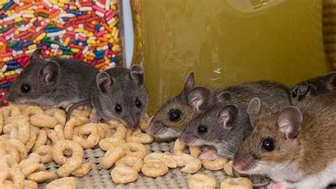 Rottler pest solutions offers the best rodent exclusion services that protect homes and families in st. Tag - rodent control