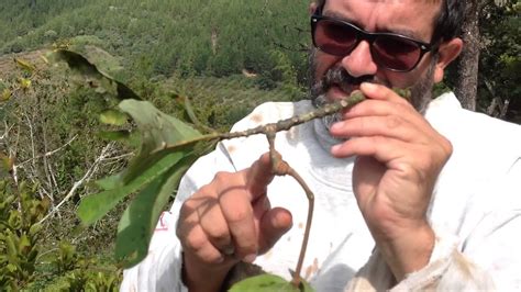 Da wikipédia, a enciclopédia livre. Solda la planta parásita - YouTube