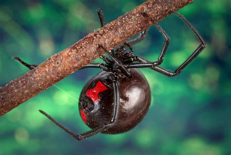 Black widows, named for their deadly courtship practices, are venomous spiders that are found all over the world. File:Black widow spider 9854 lores.jpg - Wikimedia Commons