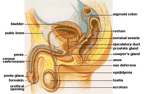 Enjoy a collection of references for character design: Testicle - wikidoc