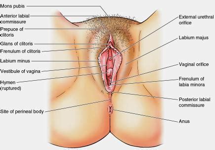 Dec 04, 2020 · the internal reproductive organs in the female include: A Female Vagina - Free Porn Star Teen