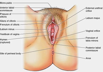 The vulva refers to the external parts of a female's genitals. Definition Of female reproductive system |Genetic ...