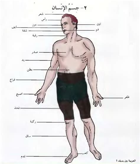 Perbualan asas bahasa arab other contents Terjemahan Arab - Melayu - Arab 1 (PPPJ 1213): Pengetahuan ...