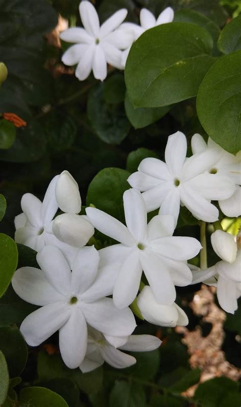 Bunga kamboja dipilih oleh negara nikaragua dan laos sebagai bunga nasional. 100+ Gambar Bunga Cantik (LENGKAP, INDAH, TERBARU)