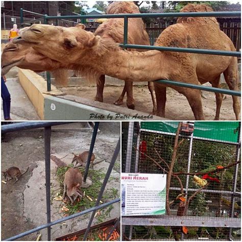 Kekayaan keanekaragaman hayati ini sayangnya tidak. Taman Hewan Pematang Siantar Terlengkap di Sumatera Utara - Medan Wisata - Travel Blogger ...