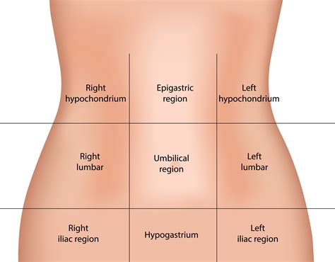 Health care providers typically divide up the cavity into either nine regions or four quadrants (figure 1.16). iliac region - Liberal Dictionary