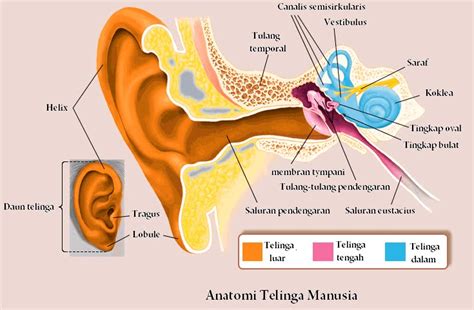 Hewan yang tubuhnya tidak memiliki kepala atau ekor didefinisikan memiliki jaring saraf, yang jaring seperti pengaturan sel saraf yang memperpanjang seluruh tubuh. BLOG BIOLOGI B 2011: ALAT INDRA PADA MANUSIA