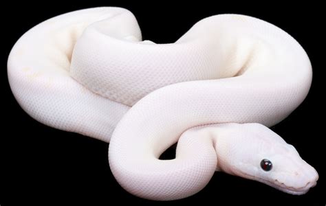 It's classified by its blue eyes and pure white scales, and spider ball python. Leucistic ball python | Albino Animals | Pinterest