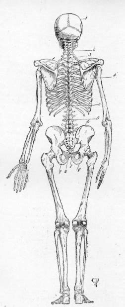 Bones give your body structure and enable you to move, but what else is your skeletal system hulton archive/getty images a diagram showing back and side views of the human skeleton, circa the human body is an incredible machine. The Human Body