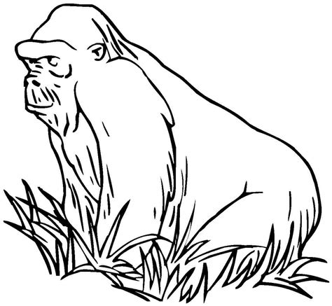 Gorilla coloring pages free coloring page gorilla pusat hobi. Gorilla Drawing | Free download on ClipArtMag