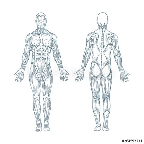 Regions of the body, viewed from in front. Human anatomy. Hand drawn human body anatomy. Male body ...