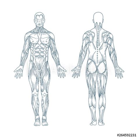 The human body and a skeleton with a silhouette of a body. Human anatomy. Hand drawn human body anatomy. Male body ...