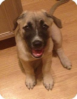 (priority goes to show/performance homes). Pin by Karen Shanahan on Adoptable Dogs | Dog adoption ...