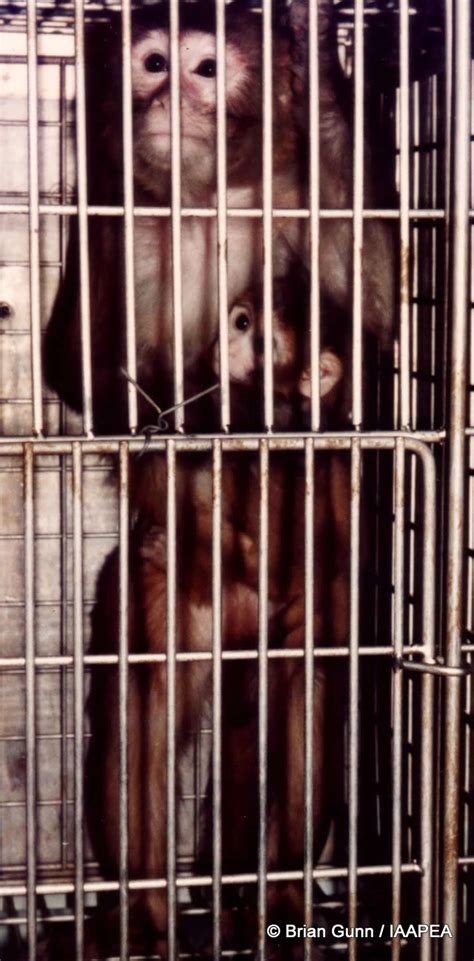 Animal experimentation refers to the scientific study of animals, usually in a laboratory, for the purpose of gaining new biological knowledge or solving specific medical, veterinary medical, dental. Monkey Caged Animal Experimentation Photo 'BREAKS' my ...