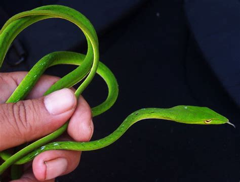 Diagnosis gigitan ular (snake bite) biasanya cukup jelas ditegakkan dari anamnesis dan pemeriksaan fisik. Blitar Reptile Club: Mengenal jenis - jenis ular yang ...