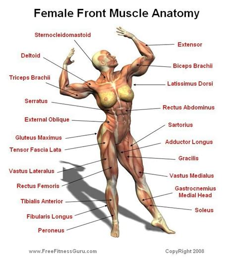 Muscles are considered the only tissue in the body that has the ability to contract and move the other body parts. 128 best Anatomy images on Pinterest | Medicine, Human ...