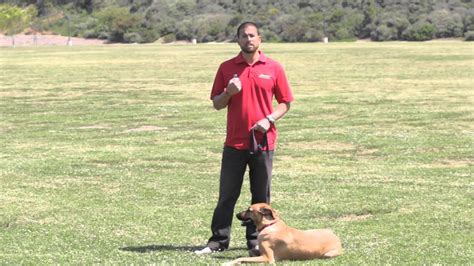 Showing your dog how to mingle with other pups and humans is of the utmost importance for their happiness (and yours). How to Stop Dogs From Mounting Other Dogs : Dog Behavior ...
