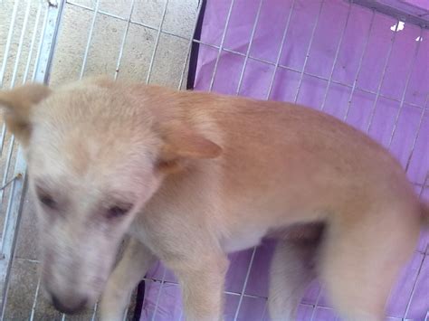 Bank muamalat malaysia berhad (jawi: Spaying subsidy for 1 female dog from Batu Pahat (Nyeow ...