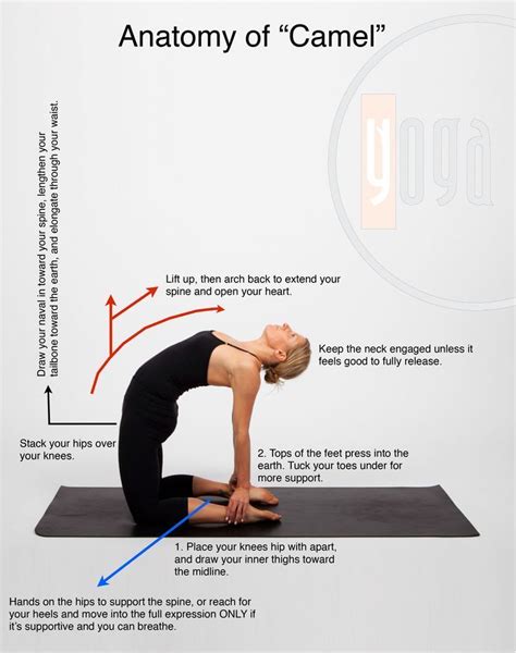 And plenty of people, including some athletes, even use it to help them recover from an injury, as the. Ustrasana | Yoga anatomy