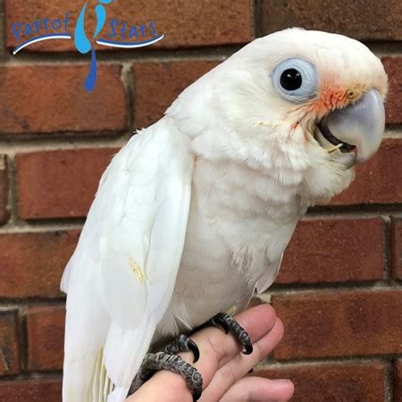 Like a typical cockatoo, most enjoy being held and petted goffin's cockatoos are highly intelligent and especially good at figuring out how to unlock cage doors. Goffin Cockatoo #186962 for sale in Arlington Heights, IL