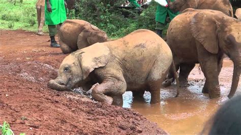 Most of the orphans who are really. Elephant orphanage - YouTube