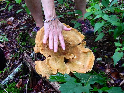 But you can install it on your windows or mac pc, too. A very big mushroom we found on our hike today. Anyone ...